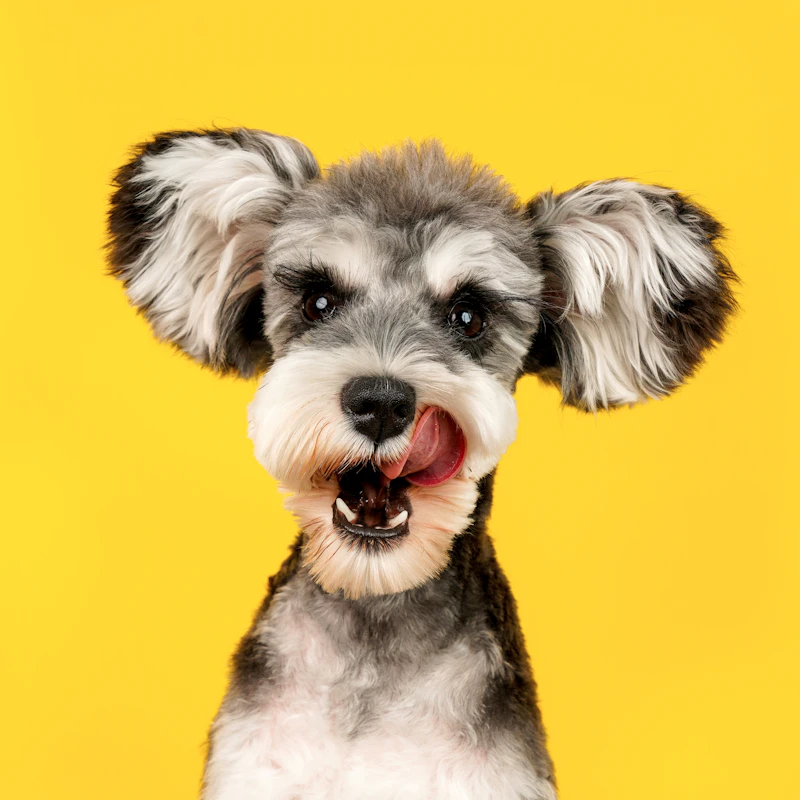 Perrita consentida después del grooming con Pawayo en Medellín