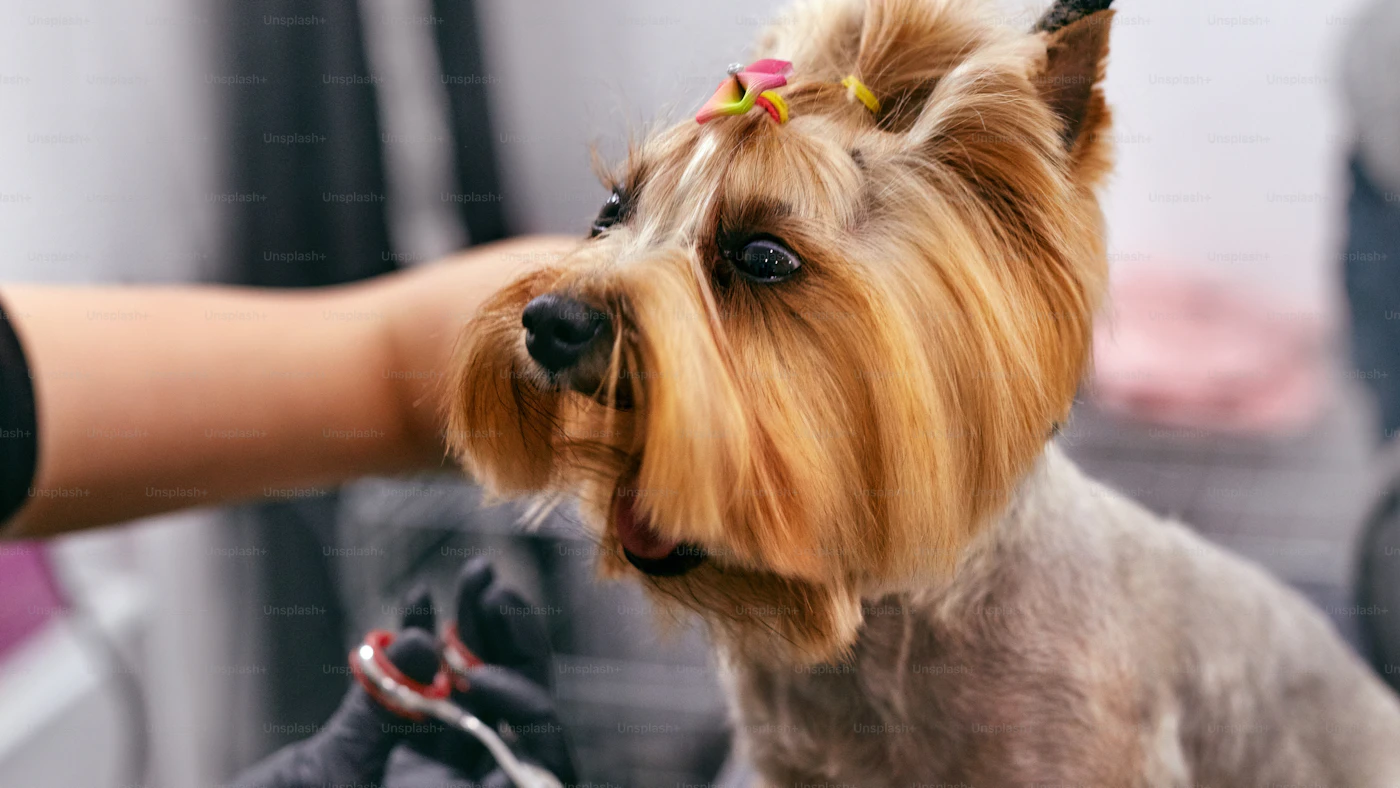Peluquería canina a domicilio en Medellín — groomer profesional con perro