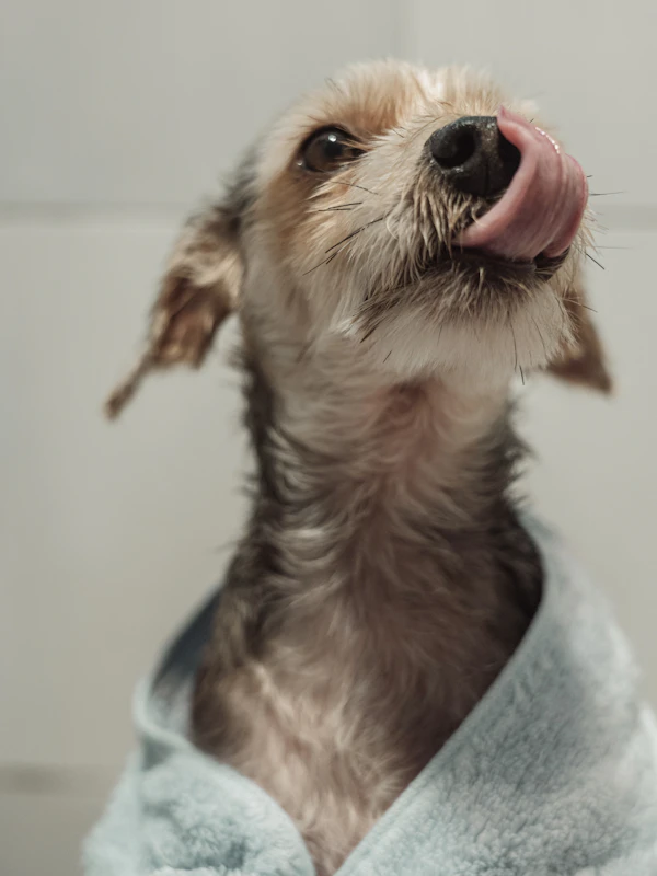 Baño premium para perros a domicilio Medellín