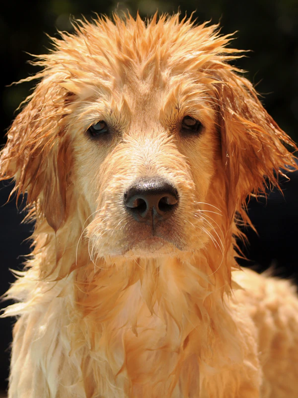 Primer baño para cachorros a domicilio Medellín