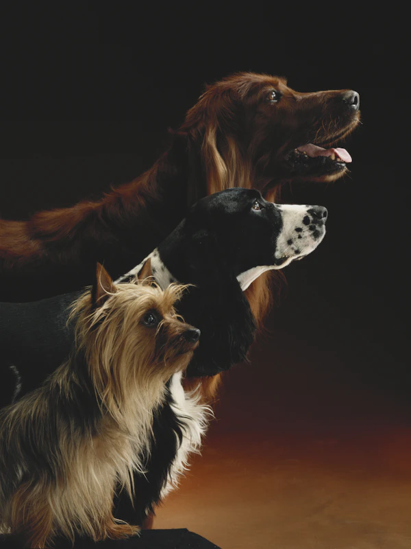 Deslanado canino profesional a domicilio Medellín