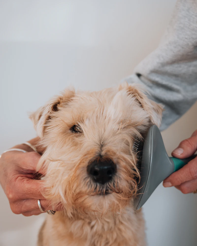 Groomer de Pawayo con perro feliz en domicilio Medellín
