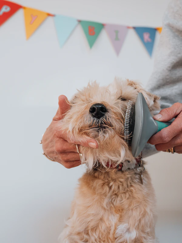 Grooming canino completo a domicilio Medellín