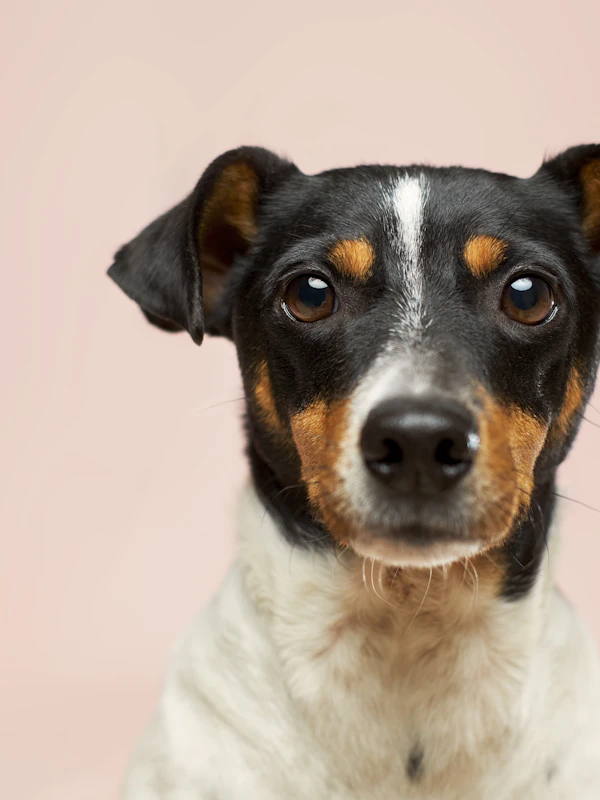 Corte de uñas canino a domicilio Medellín